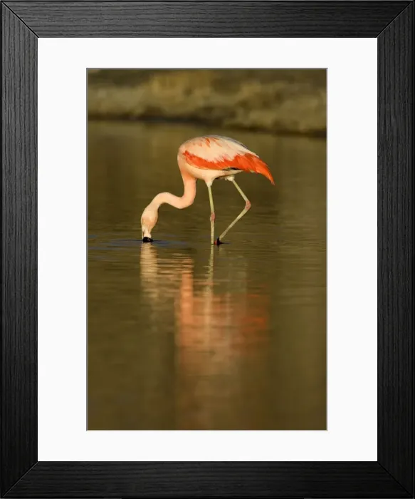 Framed Print : Chilean Flamingo South America. Photographed in Santa Cruz Province, Patagonia, Argentina Framed Print : Chilean Flamingo South America. Photographed in Santa Cruz Province, Patagonia, Argentina