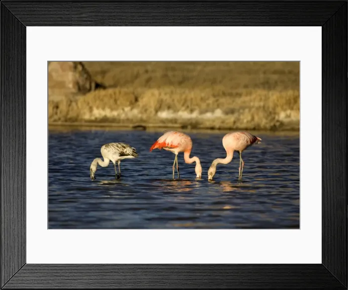 Framed Print : Chilean Flamingo - Adults and immature (left). South America. Photographed in Santa Cruz Province, Patagonia, Argentina Framed Print : Chilean Flamingo - Adults and immature (left). South America. Photographed in Santa Cruz Province, Patagonia, Argentina