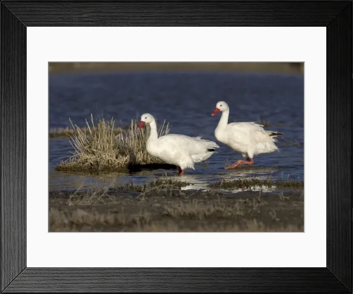 Framed Print : Coscoroba Swan South America. Photographed in Santa Cruz Province, Patagonia, Argentina Framed Print : Coscoroba Swan South America. Photographed in Santa Cruz Province, Patagonia, Argentina