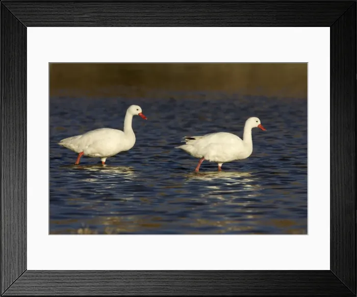 Framed Print : Coscoroba Swan South America. Photographed in Santa Cruz Province, Patagonia, Argentina Framed Print : Coscoroba Swan South America. Photographed in Santa Cruz Province, Patagonia, Argentina