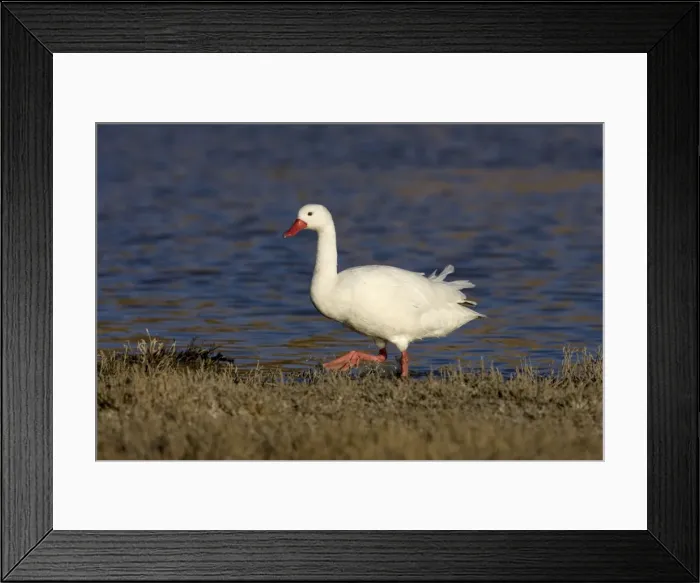 Framed Print : Coscoroba Swan South America. Photographed in Santa Cruz Province, Patagonia, Argentina