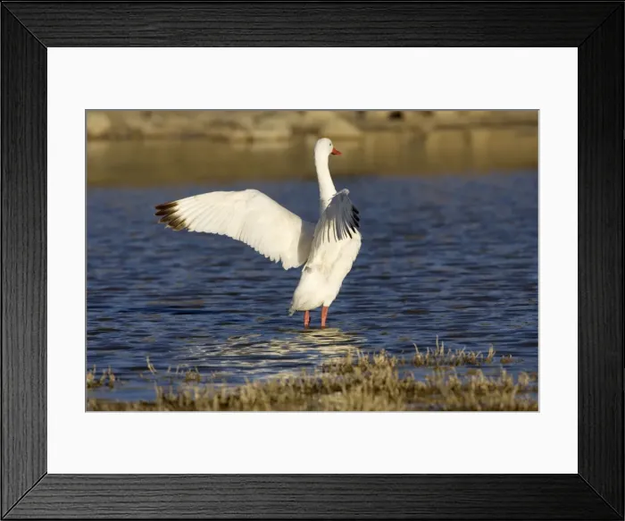 Framed Print : Coscoroba Swan South America. Photographed in Santa Cruz Province, Patagonia, Argentina Framed Print : Coscoroba Swan South America. Photographed in Santa Cruz Province, Patagonia, Argentina