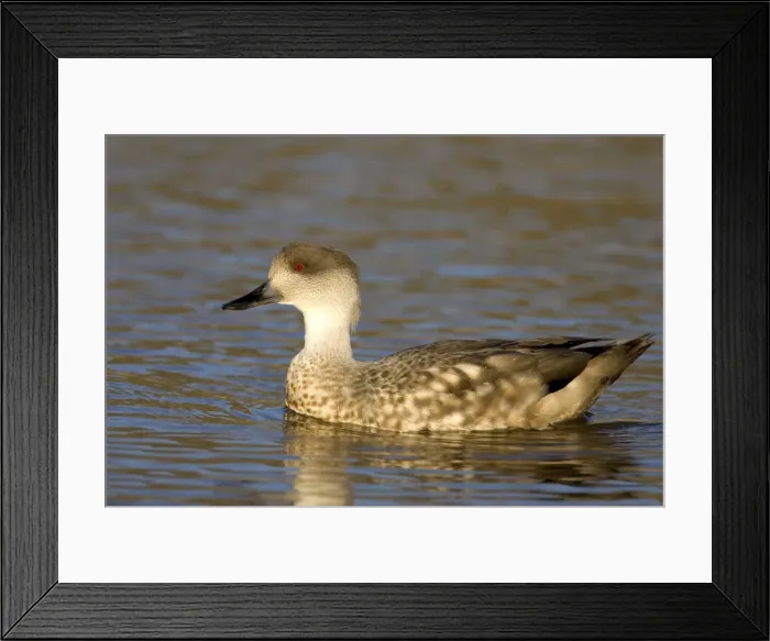 Framed Print : Crested Duck Andes and Patagonia. Photographed in Santa Cruz Province, Patagonia, Argentina Framed Print : Crested Duck Andes and Patagonia. Photographed in Santa Cruz Province, Patagonia, Argentina