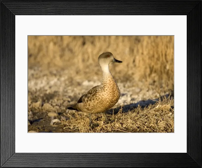 Framed Print : Crested duck Andes and Patagonia. Photographed in Santa Cruz Province, Patagonia, Argentina Framed Print : Crested duck Andes and Patagonia. Photographed in Santa Cruz Province, Patagonia, Argentina