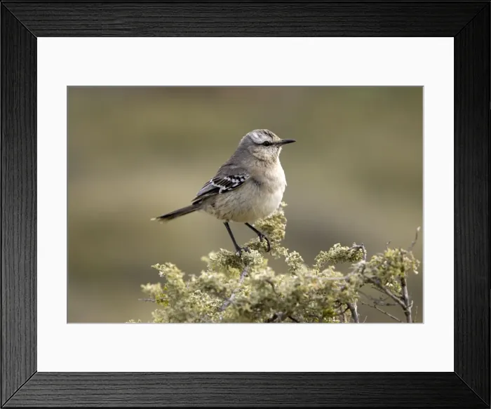 Framed Print : Patagonian Mockingbird South America: South Argentina and South Chile. Photographed in Argentina Framed Print : Patagonian Mockingbird South America: South Argentina and South Chile. Photographed in Argentina