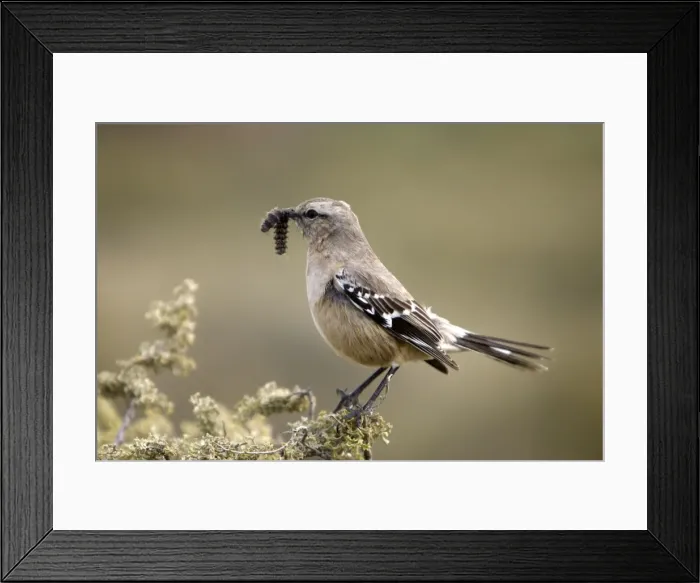 Framed Print : Patagonian Mockingbird - with grub in beak South America: South Argentina and South Chile. Photographed in Argentina Framed Print : Patagonian Mockingbird - with grub in beak South America: South Argentina and South Chile. Photographed in Argentina
