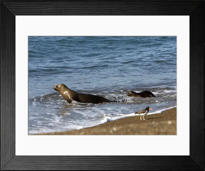 Framed Print : South American Sealion - Mother and pup, hesitating to enter the ocean because of presence of killer whales in the area. Valdes Peninsula, Patagonia, Argentina Framed Print : South American Sealion - Mother and pup, hesitating to enter the ocean because of presence of killer whales in the area. Valdes Peninsula, Patagonia, Argentina