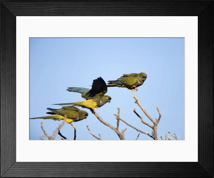Framed Print : Burrowing Parrot / Patagonian conure ('Barranquero') Province Rio Negro, Patagonia, Argentina Framed Print : Burrowing Parrot / Patagonian conure ('Barranquero') Province Rio Negro, Patagonia, Argentina
