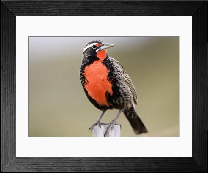 Framed Print : Long-tailed Meadowlark - Male (Fam. Icteridae) formerly: Pezites militaris Range: South America: Argentina, Central Chile, south to Tierra del Fuego; Falkland Islands Framed Print : Long-tailed Meadowlark - Male (Fam. Icteridae) formerly: Pezites militaris Range: South America: Argentina, Central Chile, south to Tierra del Fuego; Falkland Islands