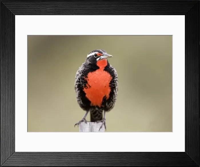 Framed Print : Long-tailed Meadowlark - Male (Fam. Icteridae) formerly: Pezites militaris Range: South America: Argentina, Central Chile, south to Tierra del Fuego; Falkland Islands Framed Print : Long-tailed Meadowlark - Male (Fam. Icteridae) formerly: Pezites militaris Range: South America: Argentina, Central Chile, south to Tierra del Fuego; Falkland Islands