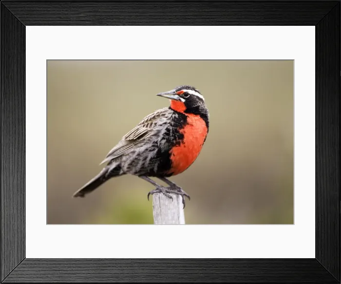 Framed Print : Long-tailed Meadowlark - Male (Fam. Icteridae) formerly: Pezites militaris Range: South America: Argentina, Central Chile, south to Tierra del Fuego; Falkland Islands