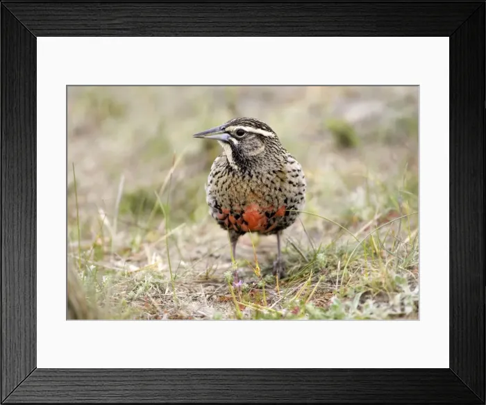 Framed Print : Long-tailed Meadowlark - Female Sturnella loyca (Fam. Icteridae) formerly: Pezites militaris Range: South America: Argentina, Central Chile, south to Tierra del Fuego; Falkland Islands Framed Print : Long-tailed Meadowlark - Female Sturnella loyca (Fam. Icteridae) formerly: Pezites militaris Range: South America: Argentina, Central Chile, south to Tierra del Fuego; Falkland Islands