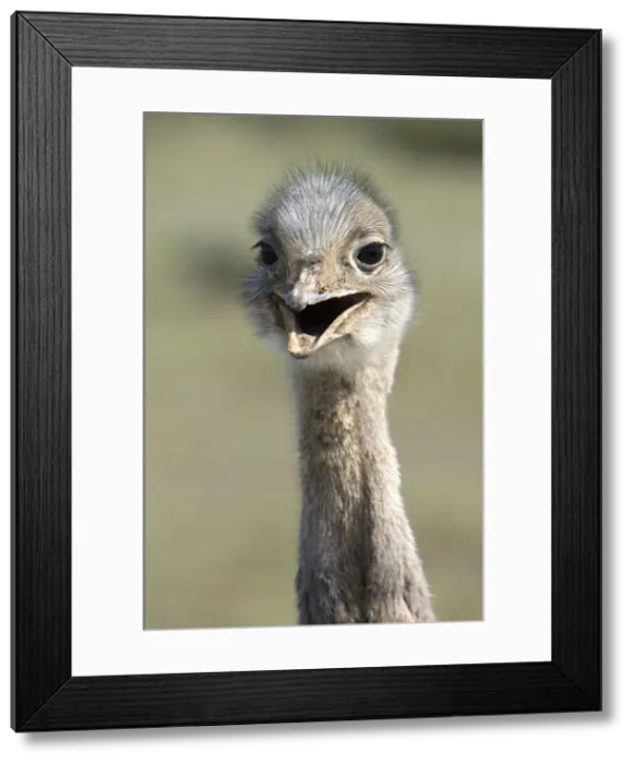 Framed Print : Darwin's Rhea Range: Highlands, Peru south to the Strait of Magellan Photographed on Valdes Peninsula, Patagonia, Argentina Framed Print : Darwin's Rhea Range: Highlands, Peru south to the Strait of Magellan Photographed on Valdes Peninsula, Patagonia, Argentina