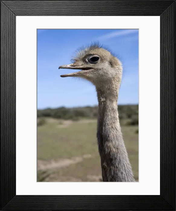 Framed Print : Darwin's Rhea Range: Highlands, Peru south to the Strait of Magellan Valdes Peninsula, Patagonia, Argentina Framed Print : Darwin's Rhea Range: Highlands, Peru south to the Strait of Magellan Valdes Peninsula, Patagonia, Argentina