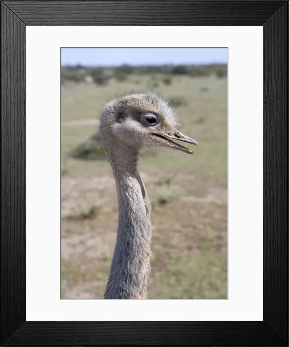 Framed Print : Darwin's Rhea Range: Highlands, Peru south to the Strait of Magellan Photographed on Valdes Peninsula, Patagonia, Argentina Framed Print : Darwin's Rhea Range: Highlands, Peru south to the Strait of Magellan Photographed on Valdes Peninsula, Patagonia, Argentina