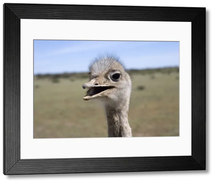 Framed Print : Darwin's Rhea Range: Highlands, Peru south to the Strait of Magellan Photographed on Valdes Peninsula, Patagonia, Argentina Framed Print : Darwin's Rhea Range: Highlands, Peru south to the Strait of Magellan Photographed on Valdes Peninsula, Patagonia, Argentina