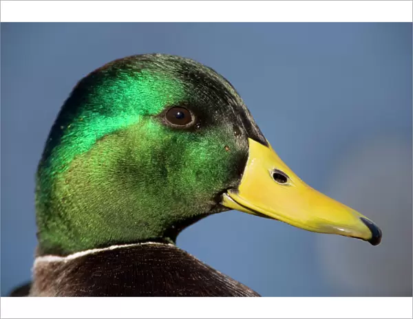 Mallard Duck - male