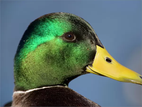 Mallard Duck - male