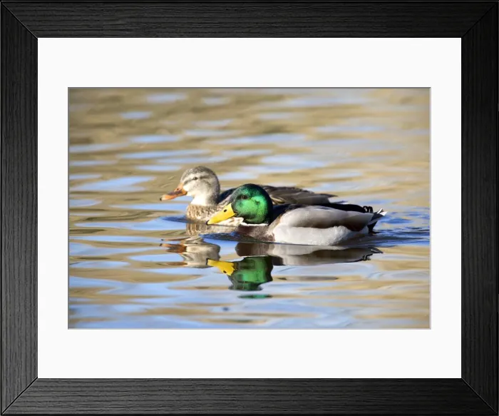 Framed Print : Mallard Duck- Pair Framed Print : Mallard Duck- Pair