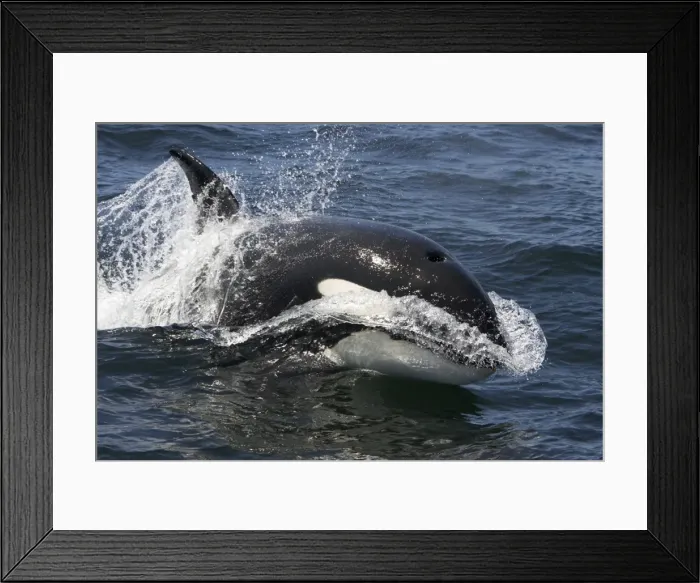 Framed Print : Killer whale  /  Orca - transient type. Photographed in Monterey Bay - Pacific Ocean - California - USA