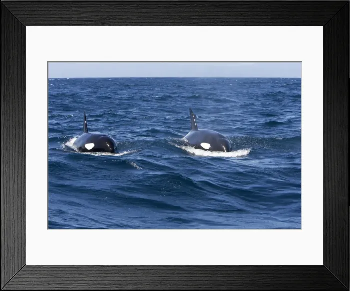 Framed Print : Killer whale / Orca - transient type. Photographed in Monterey Bay - Pacific Ocean - California - USA Framed Print : Killer whale / Orca - transient type. Photographed in Monterey Bay - Pacific Ocean - California - USA