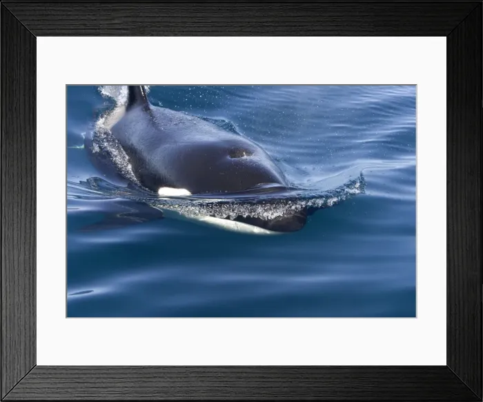 Framed Print : Killer whale / Orca - transient type. Photographed in Monterey Bay - Pacific Ocean - California - USA Framed Print : Killer whale / Orca - transient type. Photographed in Monterey Bay - Pacific Ocean - California - USA