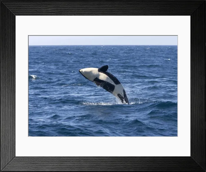 Framed Print : Killer whale / Orca - calf breaching - transient type. Photographed in Monterey Bay - Pacific Ocean - California - USA Framed Print : Killer whale / Orca - calf breaching - transient type. Photographed in Monterey Bay - Pacific Ocean - California - USA