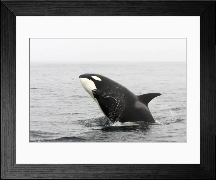 Framed Print : Killer whale / Orca - breaching - transient type. Photographed in Monterey Bay - Pacific Ocean - California - USA Framed Print : Killer whale / Orca - breaching - transient type. Photographed in Monterey Bay - Pacific Ocean - California - USA