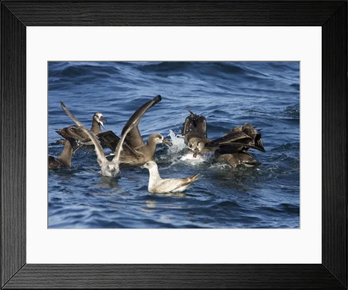 Framed Print : Black-footed albatrosses and juvenile gulls feeding on blubber that has floated to the surface while killer whales are feeding on the carcass of a Grey whale calf they killed earlier Framed Print : Black-footed albatrosses and juvenile gulls feeding on blubber that has floated to the surface while killer whales are feeding on the carcass of a Grey whale calf they killed earlier