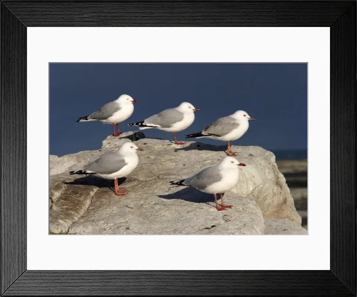 Framed Print : Red-Legged / Silver Gull Range: Australia, New Zealand, adjacent islands, and New Caledonia Photographed in New Zealand on the Kaikoura Peninsula Framed Print : Red-Legged / Silver Gull Range: Australia, New Zealand, adjacent islands, and New Caledonia Photographed in New Zealand on the Kaikoura Peninsula