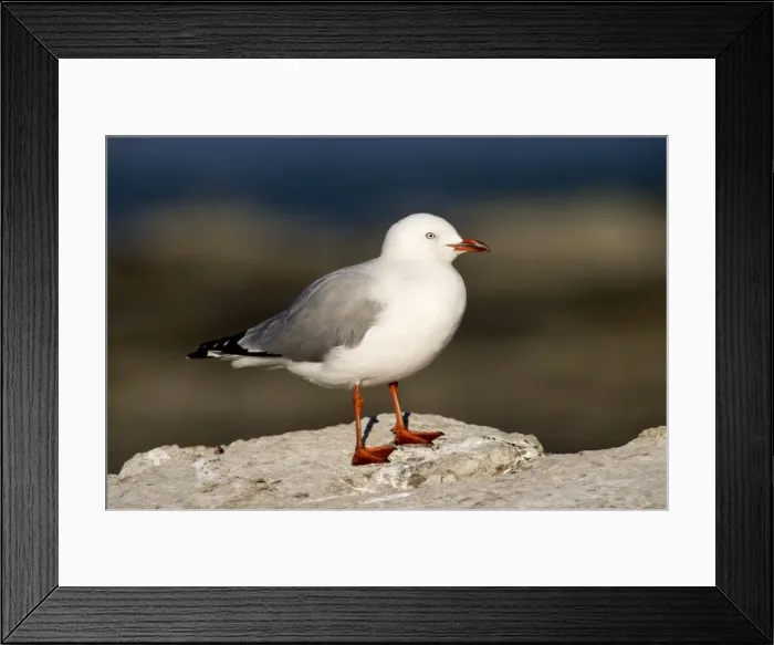 Framed Print : Red-Legged / Silver Gull Range: Australia, New Zealand, adjacent islands, and New Caledonia Photographed in New Zealand on the Kaikoura Peninsula Framed Print : Red-Legged / Silver Gull Range: Australia, New Zealand, adjacent islands, and New Caledonia Photographed in New Zealand on the Kaikoura Peninsula