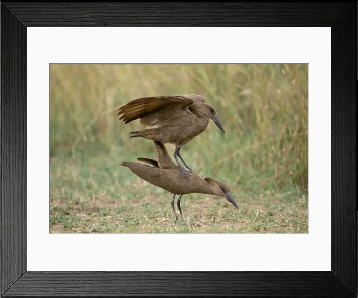 Framed Print : Hamerkop - pair mating Africa