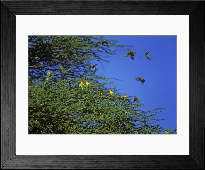 Framed Print : Fischer's Lovebirds Serengeti National Park, Tanzania, Africa Framed Print : Fischer's Lovebirds Serengeti National Park, Tanzania, Africa