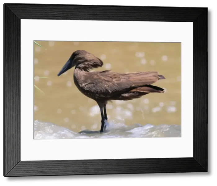 Framed Print : Hamerkop Africa Framed Print : Hamerkop Africa