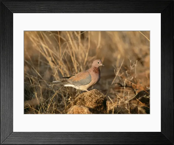 Framed Print : Laughing Dove Semi-arid zones, Africa Framed Print : Laughing Dove Semi-arid zones, Africa