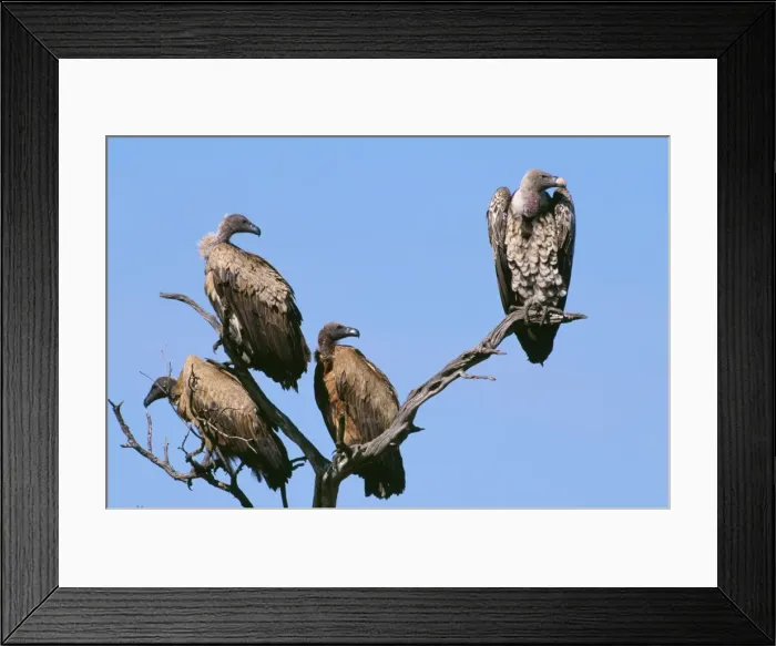 Framed Print : Ruppell's Griffon Vulture - and African Whitebacked Vulture (gyps africanus) Framed Print : Ruppell's Griffon Vulture - and African Whitebacked Vulture (gyps africanus)