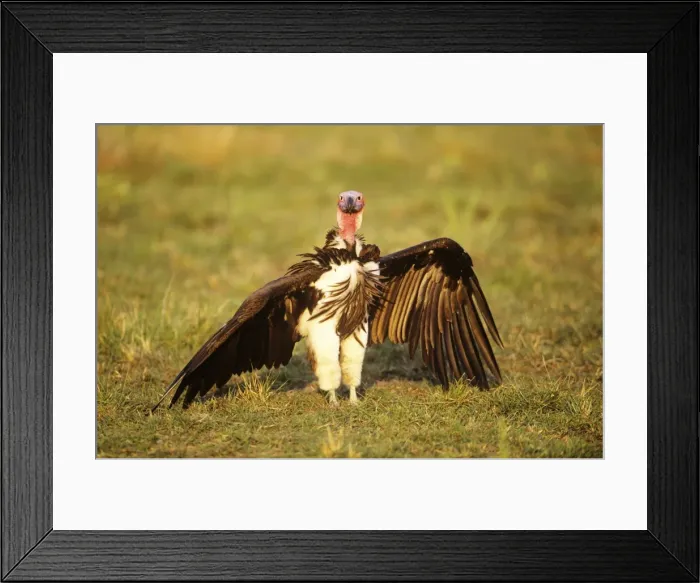 Framed Print : Lappet-faced Vulture - with wings spread Africa Framed Print : Lappet-faced Vulture - with wings spread Africa