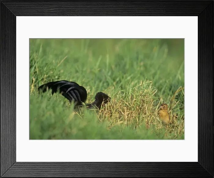 Framed Print : Jackson's Widowbird - male displaying before female. Maasai Mara, Kenya, Africa Framed Print : Jackson's Widowbird - male displaying before female. Maasai Mara, Kenya, Africa