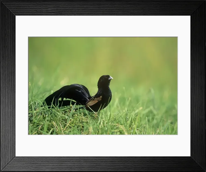 Framed Print : Jackson's Widowbird - male breeding plumage Maasai Mara, Kenya, Africa Framed Print : Jackson's Widowbird - male breeding plumage Maasai Mara, Kenya, Africa