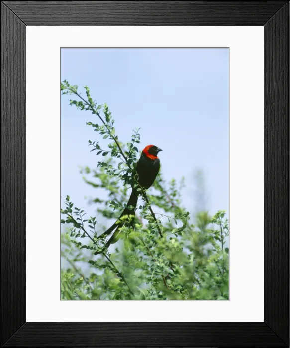 Framed Print : Red-collared Widowbird - male in breeding plumage Maasai Mara, Kenya