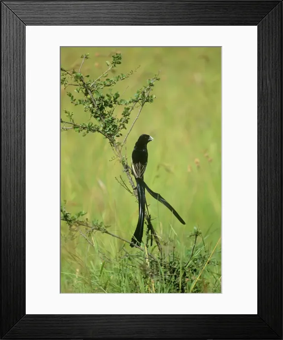 Framed Print : Jackson's Widowbird - male in breeding plumage Maasai Mara, Kenya, Africa Framed Print : Jackson's Widowbird - male in breeding plumage Maasai Mara, Kenya, Africa