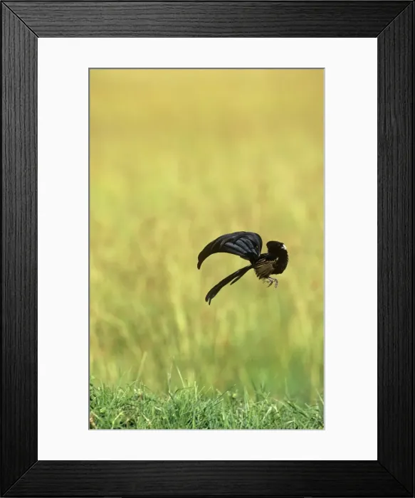 Framed Print : Jackson's Widowbird - male displaying above cleared area. Maasai Mara, Kenya, Africa Framed Print : Jackson's Widowbird - male displaying above cleared area. Maasai Mara, Kenya, Africa