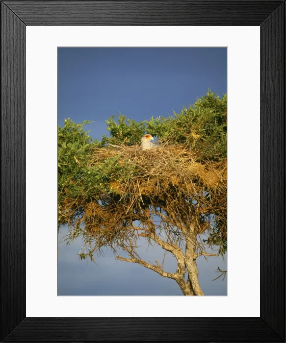 Framed Print : Secretary Bird - at nest Framed Print : Secretary Bird - at nest