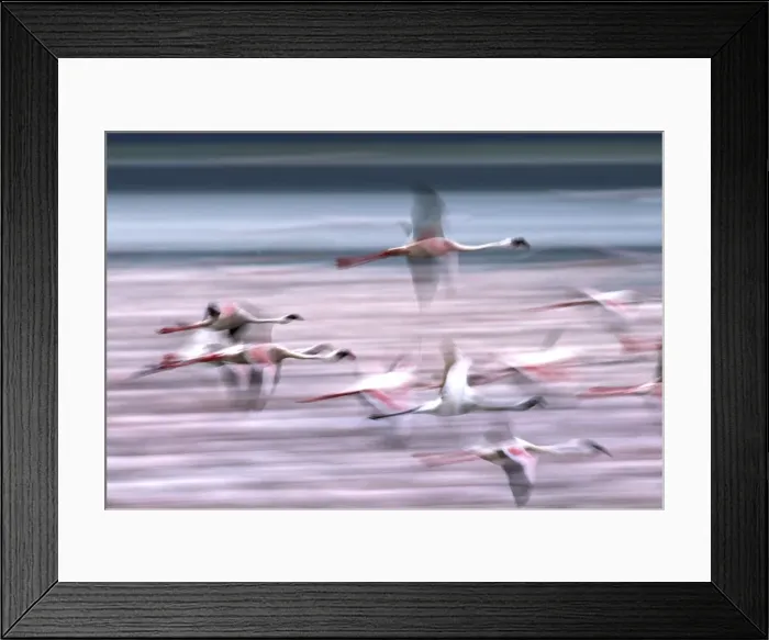 Framed Print : Lesser Flamingo - in flight. Lake Bogaria - Kenya - Africa Framed Print : Lesser Flamingo - in flight. Lake Bogaria - Kenya - Africa