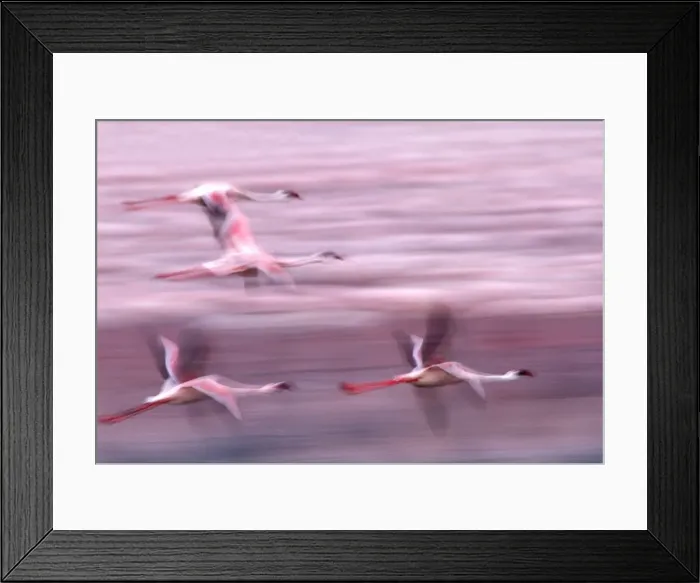 Framed Print : Lesser Flamingo - in flight. Lake Bogaria - Kenya - Africa Framed Print : Lesser Flamingo - in flight. Lake Bogaria - Kenya - Africa