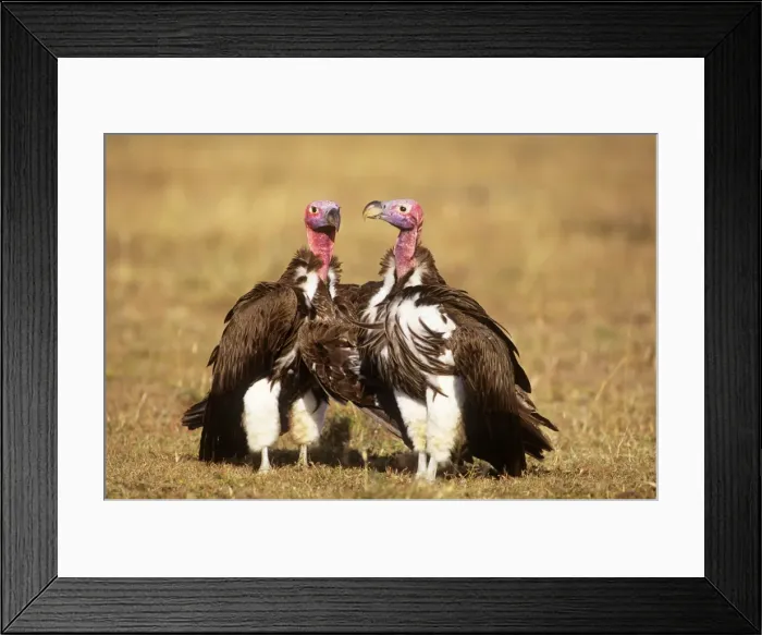Framed Print : Nubian / Lappet-faced Vulture - courting couple Kenya, Africa Framed Print : Nubian / Lappet-faced Vulture - courting couple Kenya, Africa