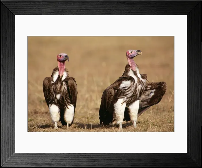 Framed Print : lappet-faced / Nubian Vulture Kenya, Africa. Fam: Acoipitridae Framed Print : lappet-faced / Nubian Vulture Kenya, Africa. Fam: Acoipitridae