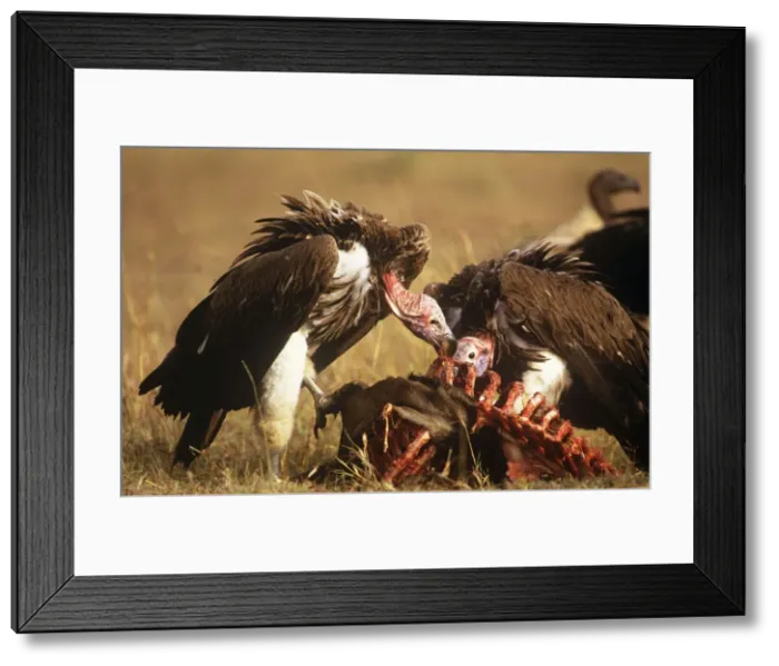 Framed Print : Nubian / Lappet-faced Vulture Masaai Mara, Kenya, Africa Framed Print : Nubian / Lappet-faced Vulture Masaai Mara, Kenya, Africa