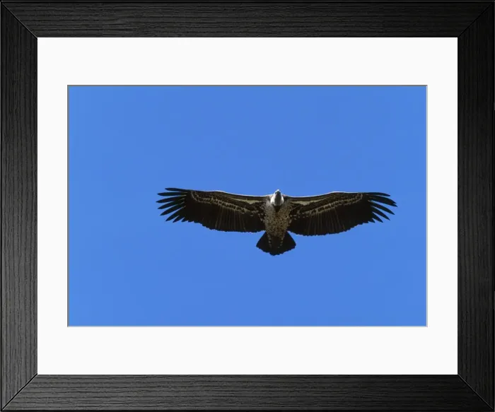 Framed Print : Ruppell's Griffon Vulture Soaring Framed Print : Ruppell's Griffon Vulture Soaring