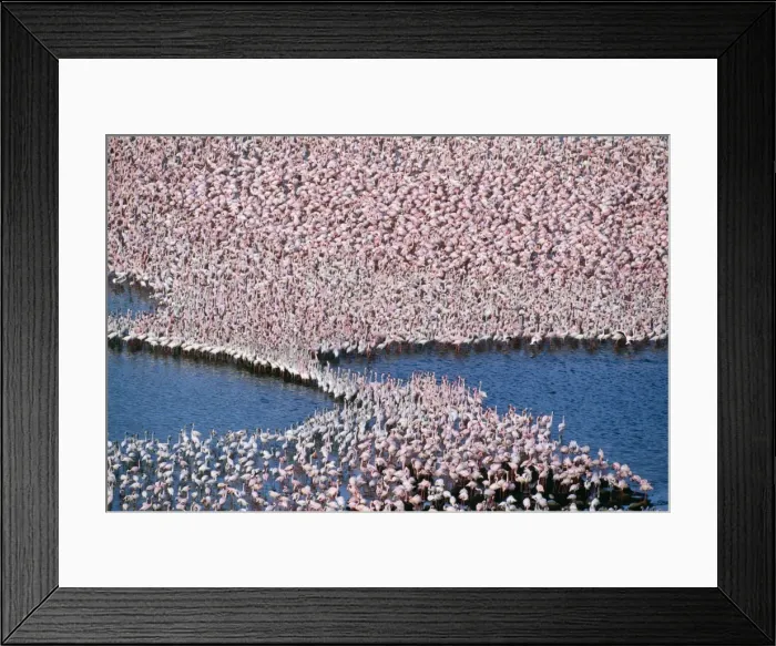 Framed Print : Lesser Flamingo Lake Bogoria, rift valley, Kenya, Africa Framed Print : Lesser Flamingo Lake Bogoria, rift valley, Kenya, Africa